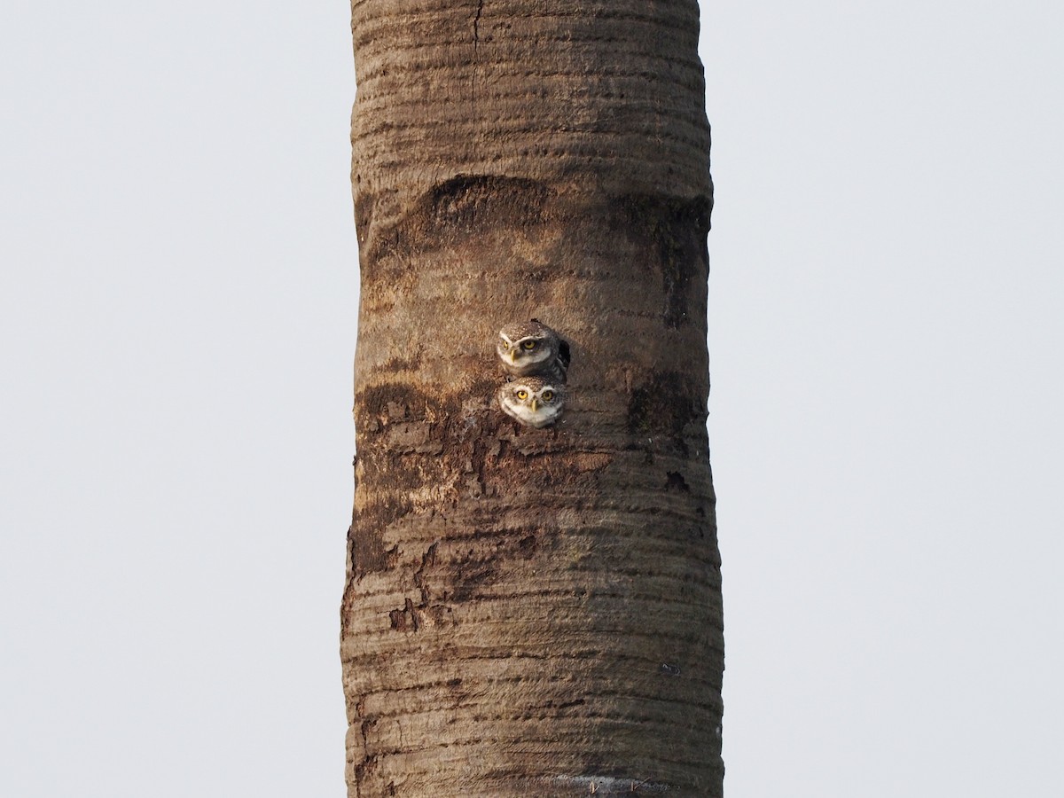 Spotted Owlet - Rajesh Radhakrishnan