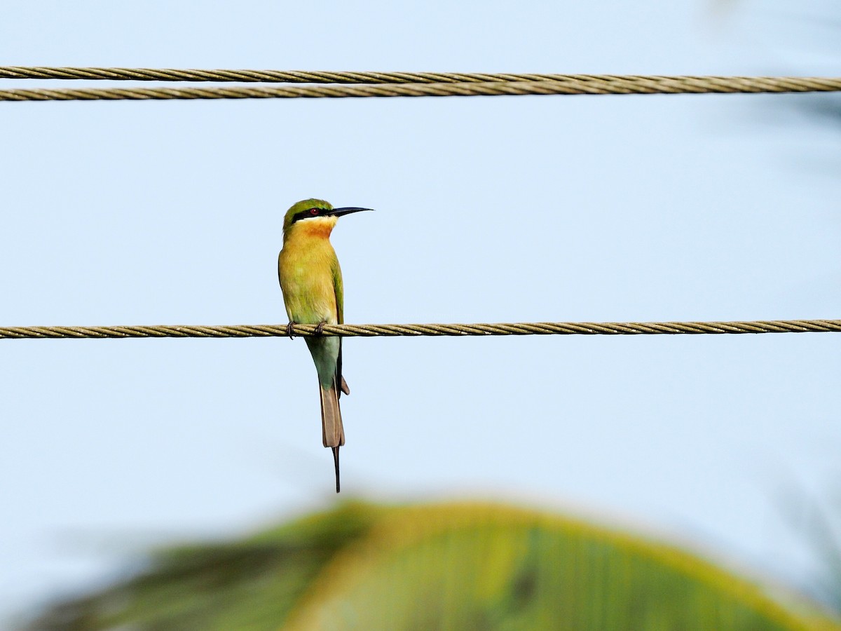 Blue-tailed Bee-eater - ML612789443
