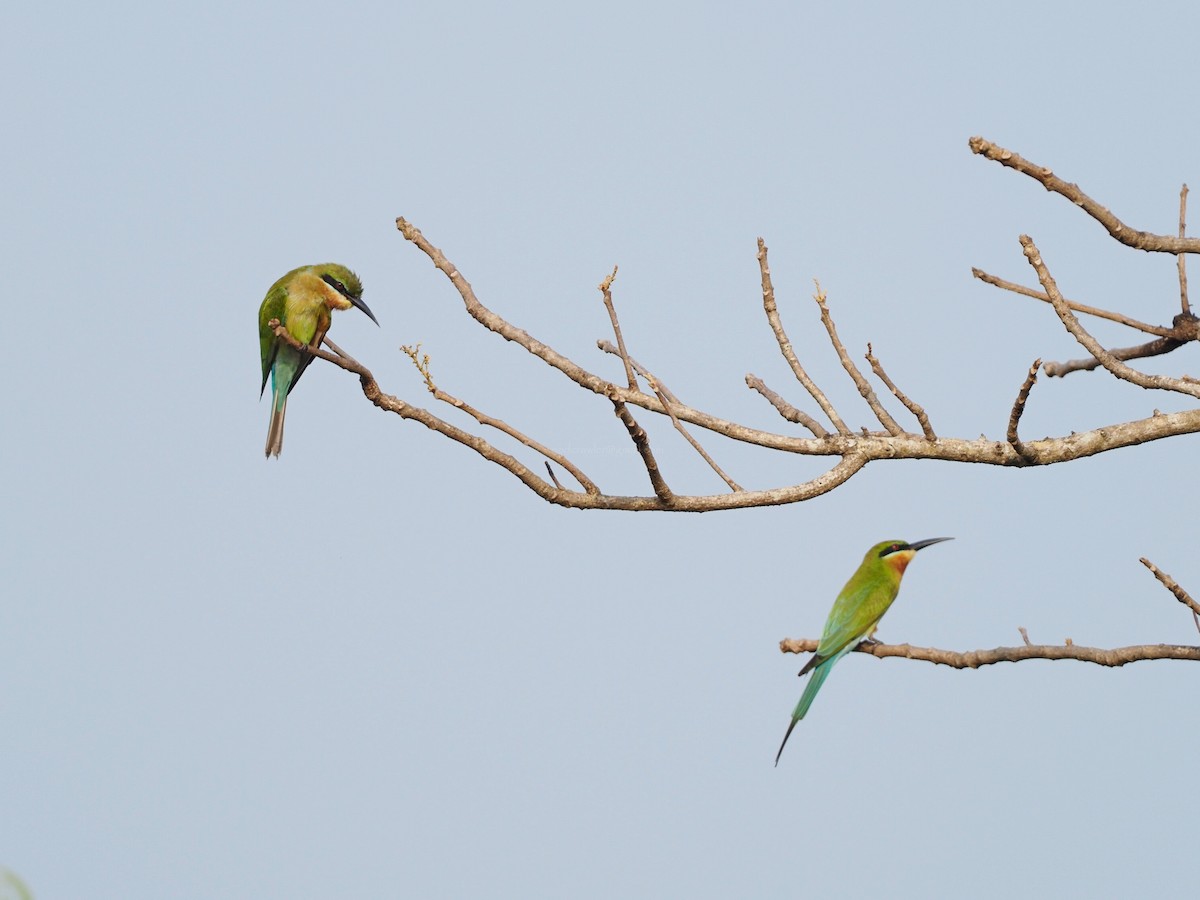 Blue-tailed Bee-eater - ML612789453