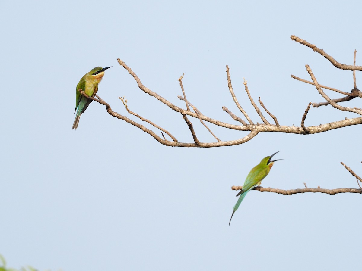Blue-tailed Bee-eater - ML612789454