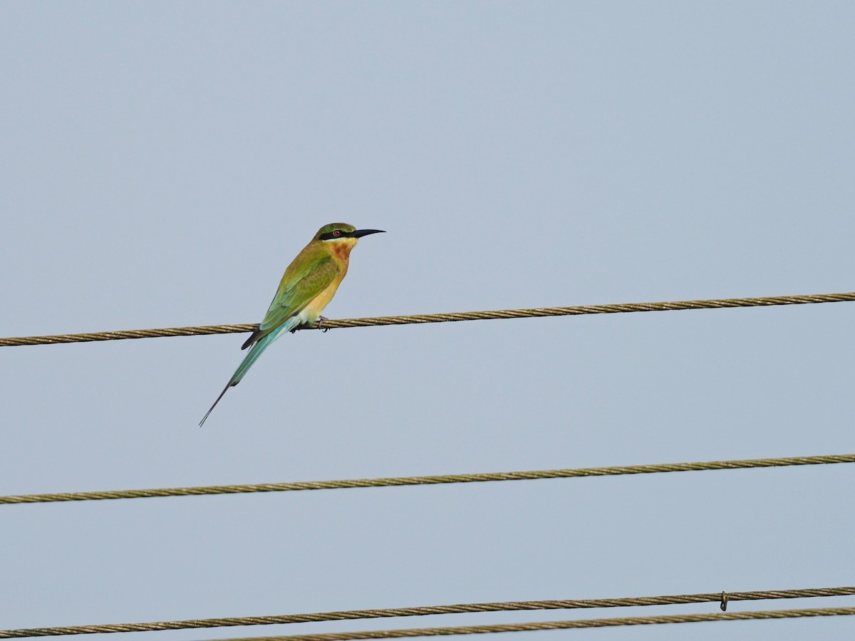 Blue-tailed Bee-eater - ML612789457