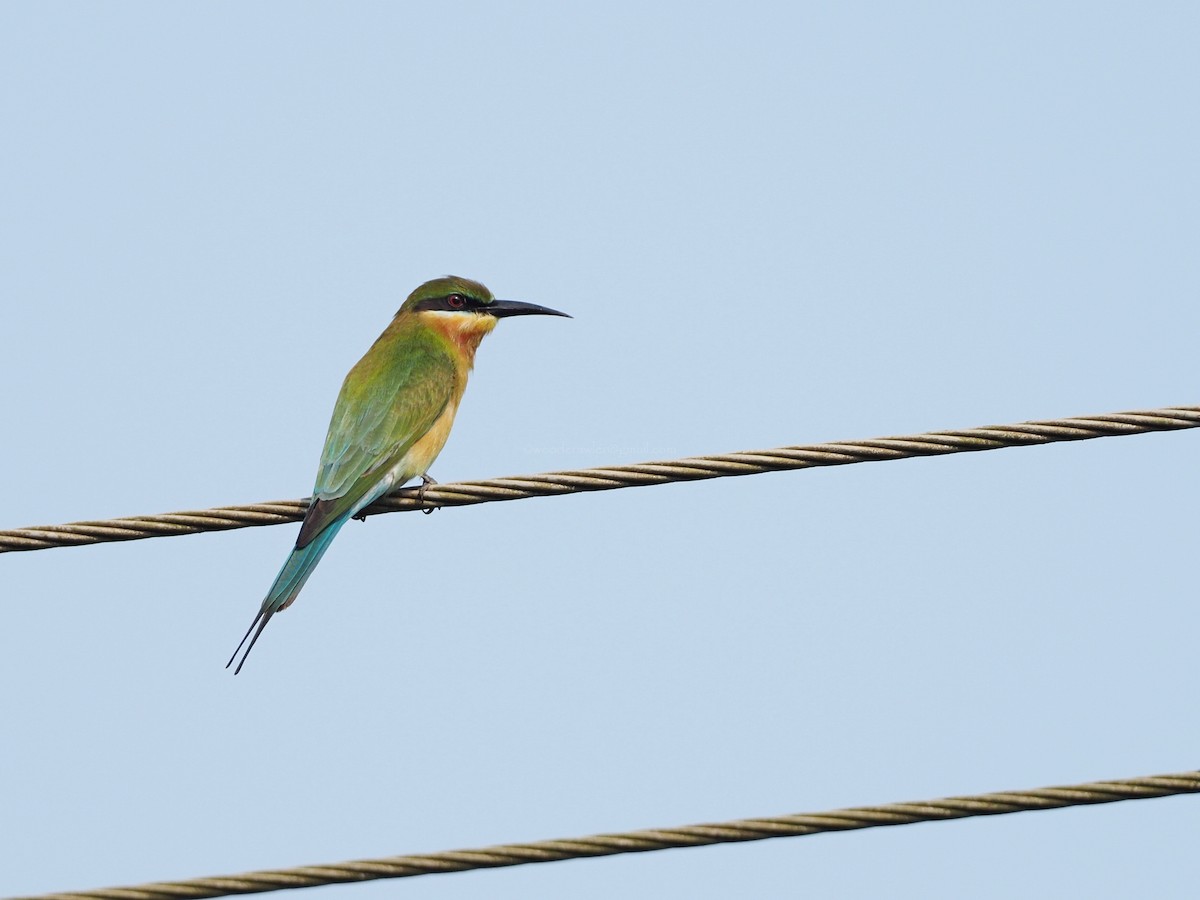 Blue-tailed Bee-eater - ML612789458