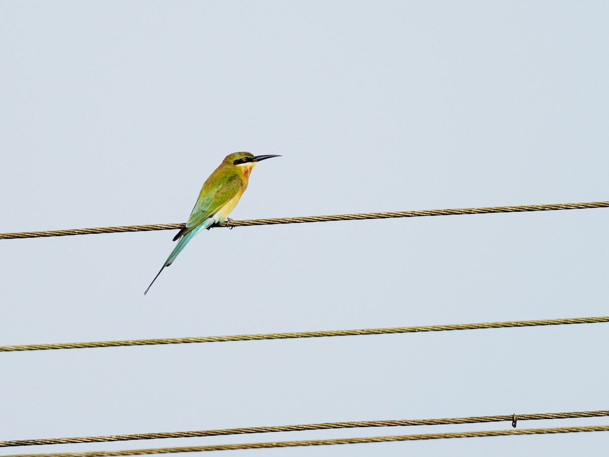 Blue-tailed Bee-eater - ML612789460