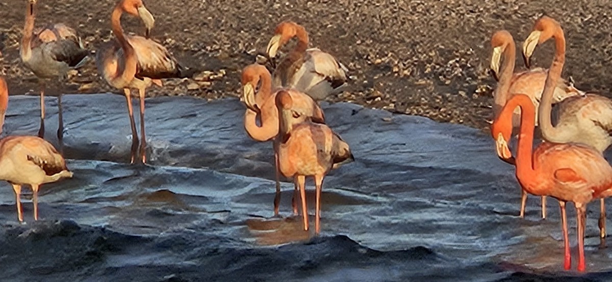 American Flamingo - Bonk iness