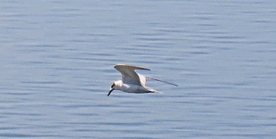 Gull-billed/Australian Tern - ML612789882