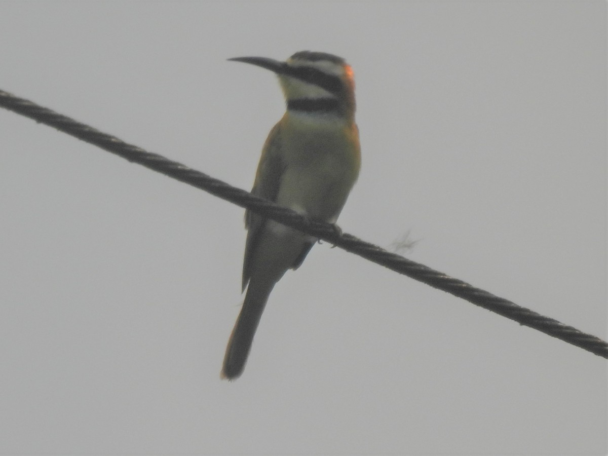 White-throated Bee-eater - Don Holcomb