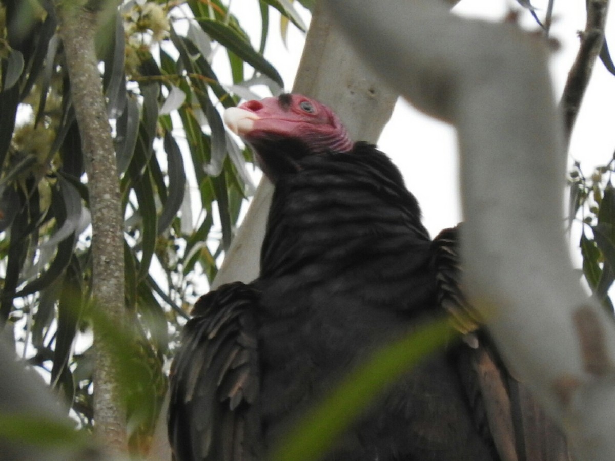 Turkey Vulture - ML612790006