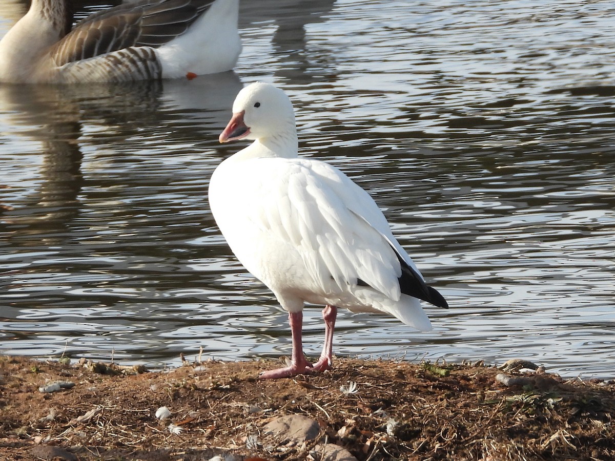 eBird Checklist - 28 Dec 2023 - Payson--Green Valley Park - 18 species ...