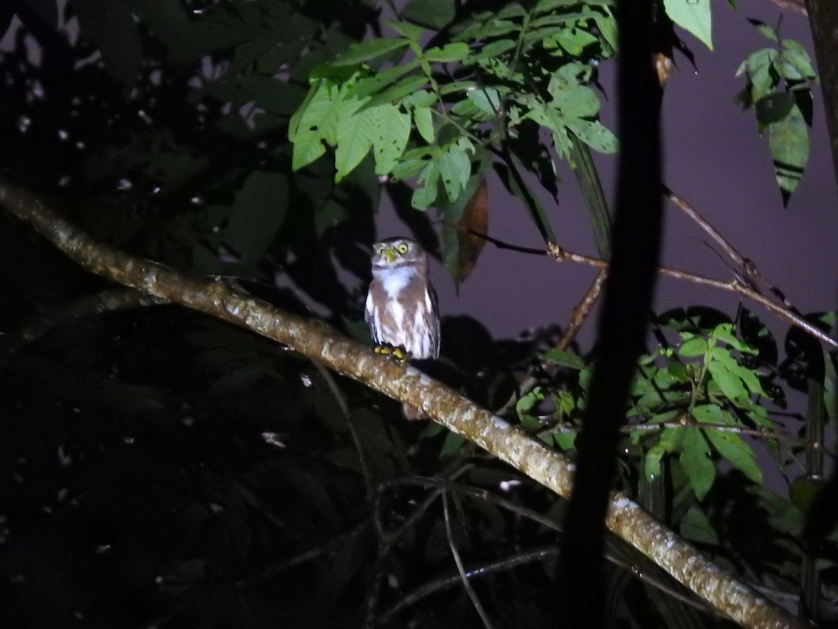 Ferruginous Pygmy-Owl - Aurelie Letort