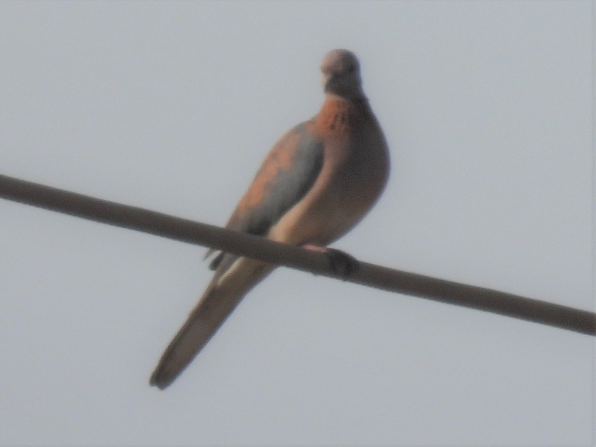 Laughing Dove - ML612790674