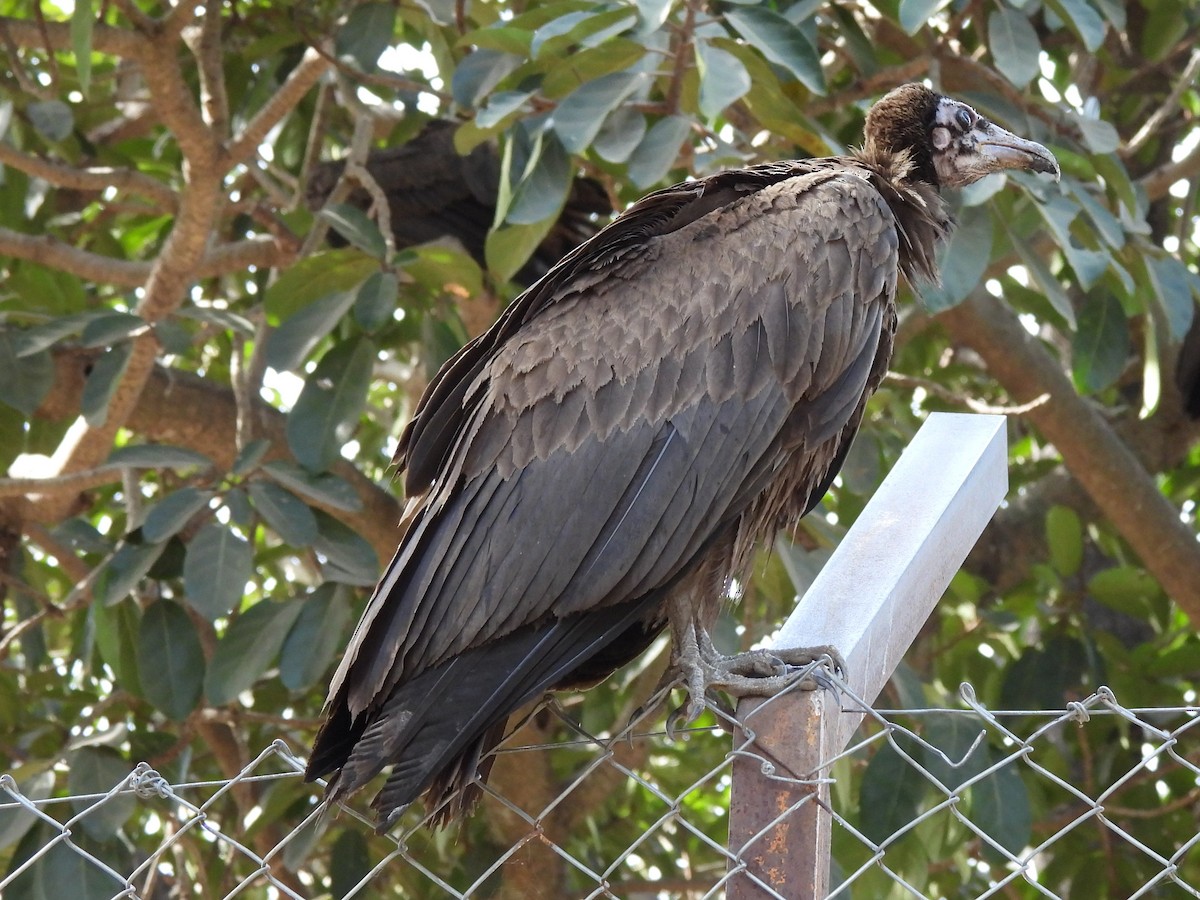 Hooded Vulture - ML612790798