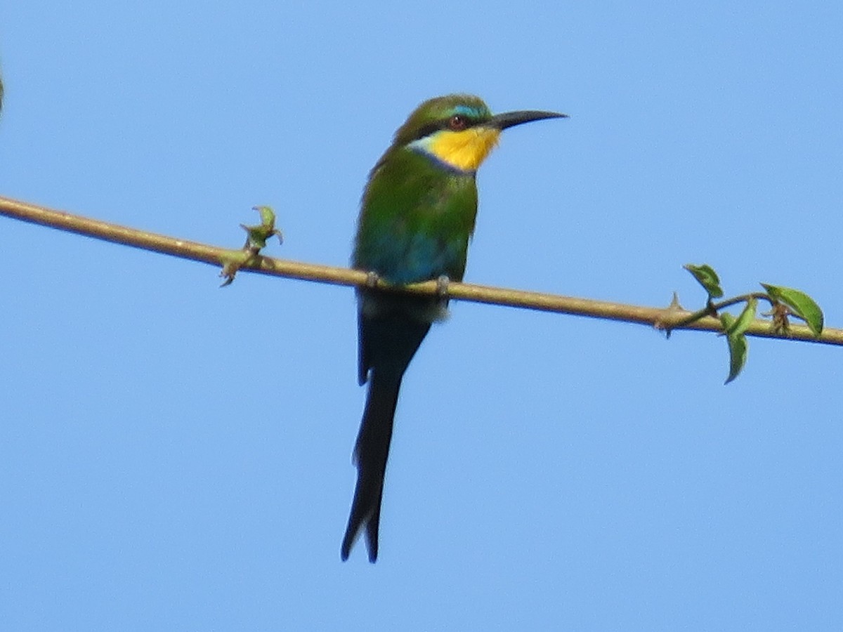 Swallow-tailed Bee-eater - ML612790886