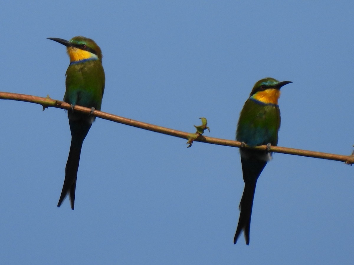 Swallow-tailed Bee-eater - ML612790887