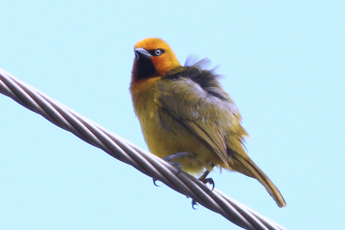 Spectacled Weaver - Dave Curtis