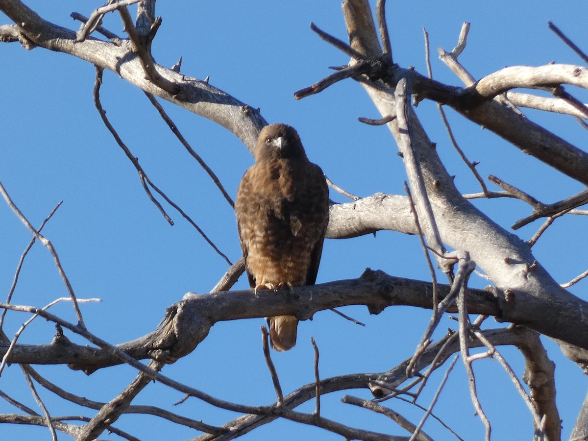 Red-tailed Hawk - ML612791217