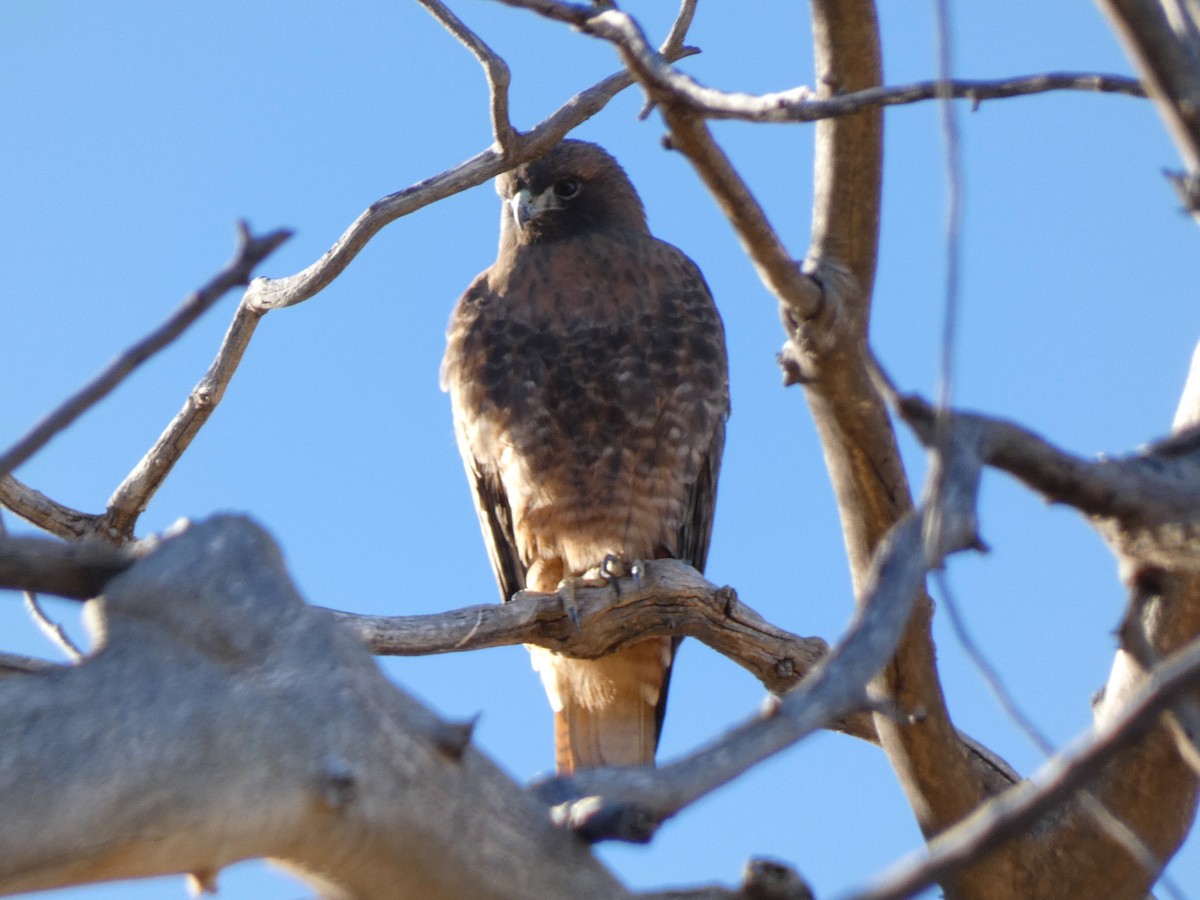 Red-tailed Hawk - ML612791219