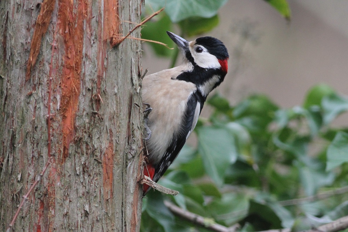 Great Spotted Woodpecker - ML612791359