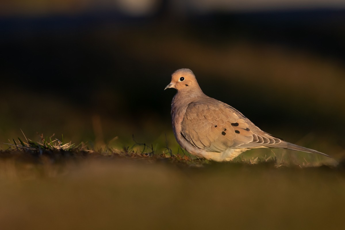 Mourning Dove - Zealon Wight-Maier
