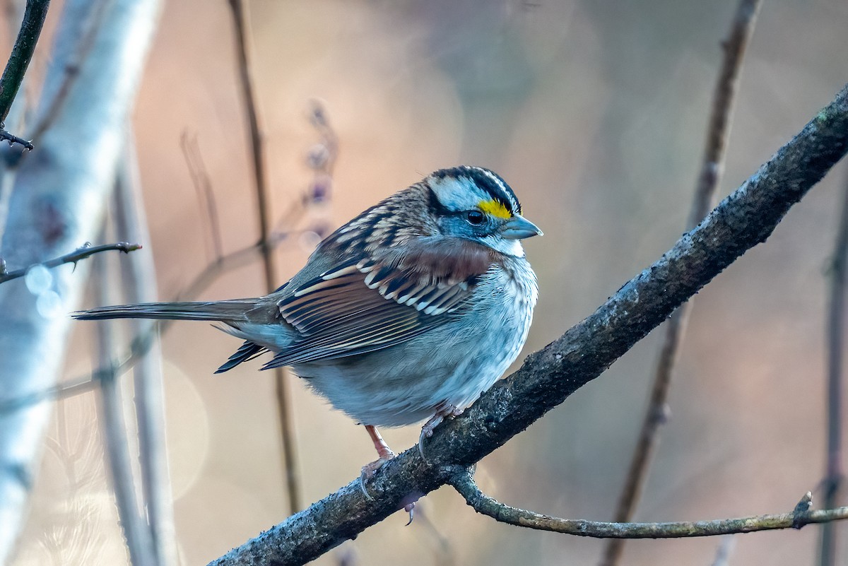 White-throated Sparrow - ML612791579