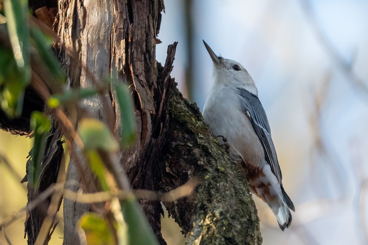 White-breasted Nuthatch - Kayann Cassidy