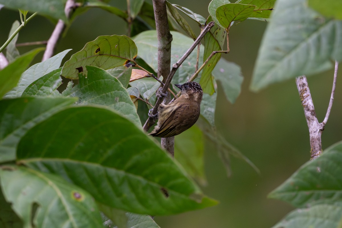 Olivaceous Piculet - ML612791783