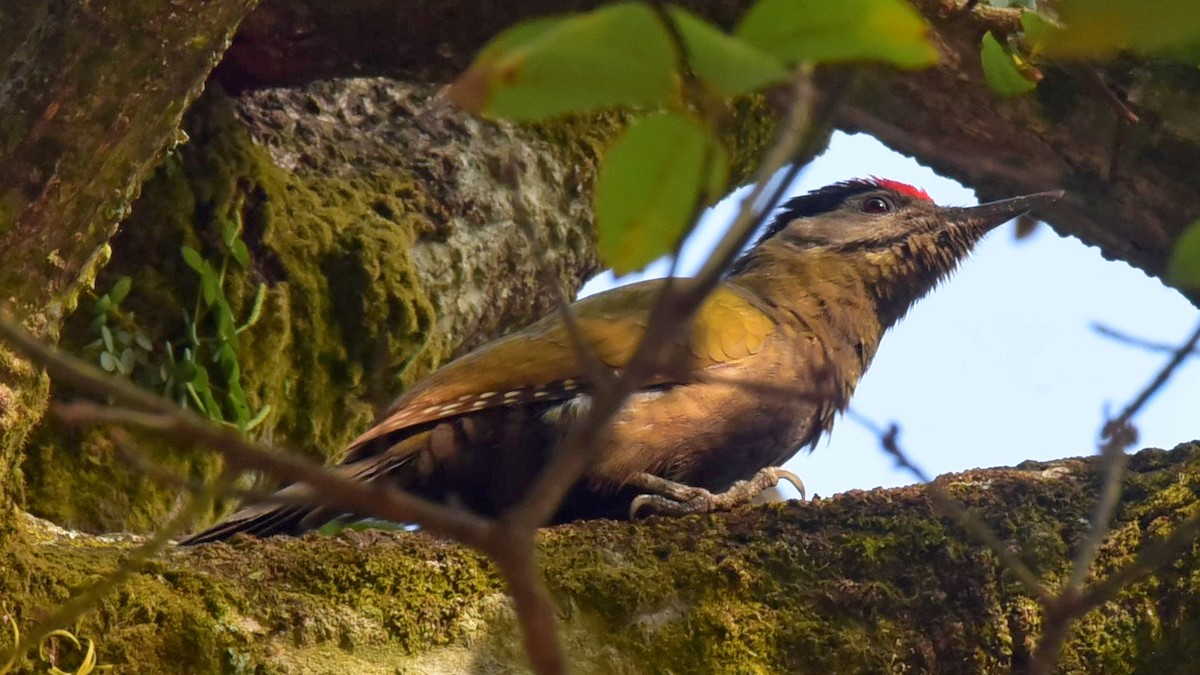 Gray-headed Woodpecker - ML612791796