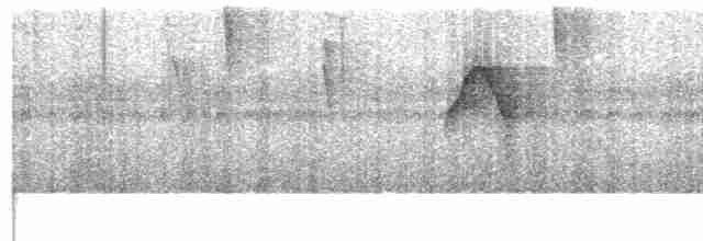Тиран-крихітка білолобий [група leucogonys] - ML612791866
