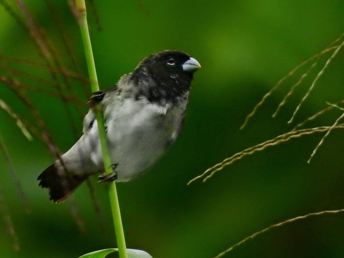 Black-and-white Seedeater - ML612792312