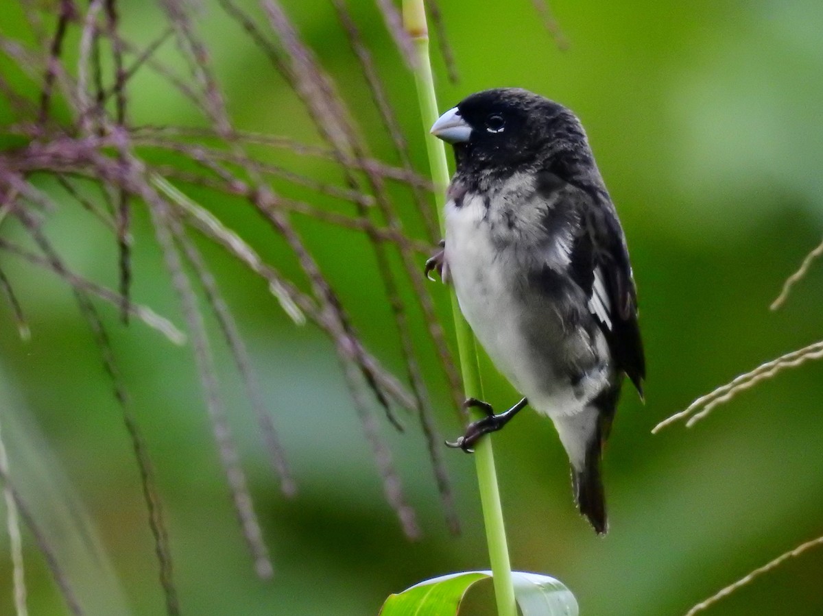 Black-and-white Seedeater - ML612792314