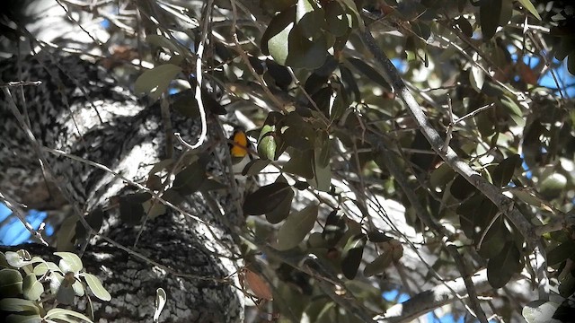 Yellow-throated Warbler (albilora) - ML612792384