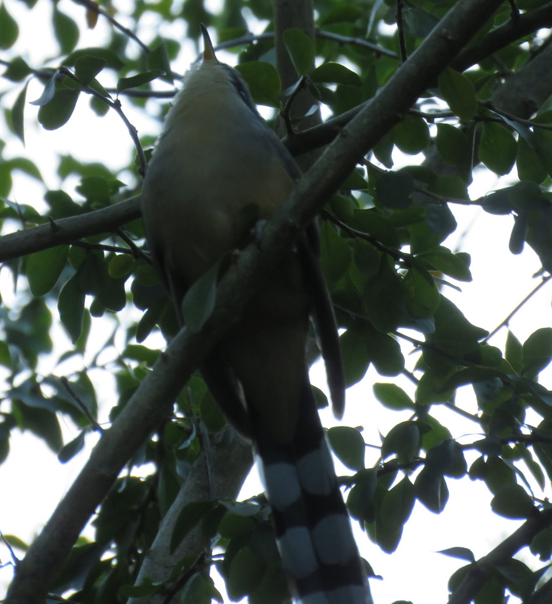 Mangrove Cuckoo - ML612792423