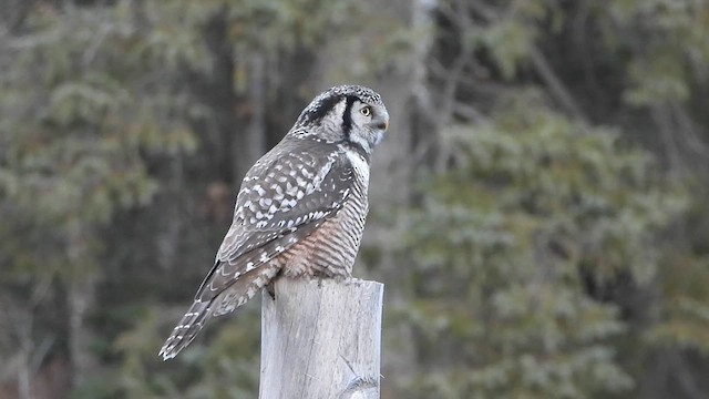 Northern Hawk Owl - ML612792568