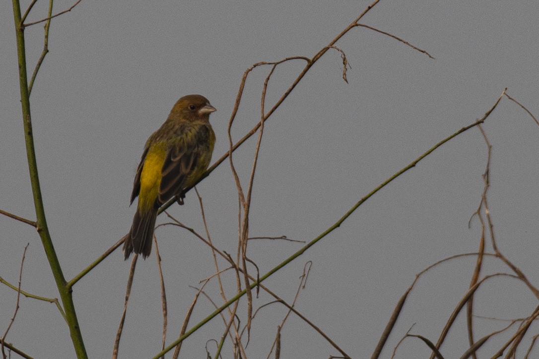 Red-headed Bunting - ML612792713