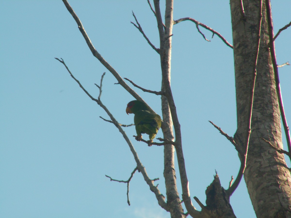 White-fronted Parrot - ML612792959