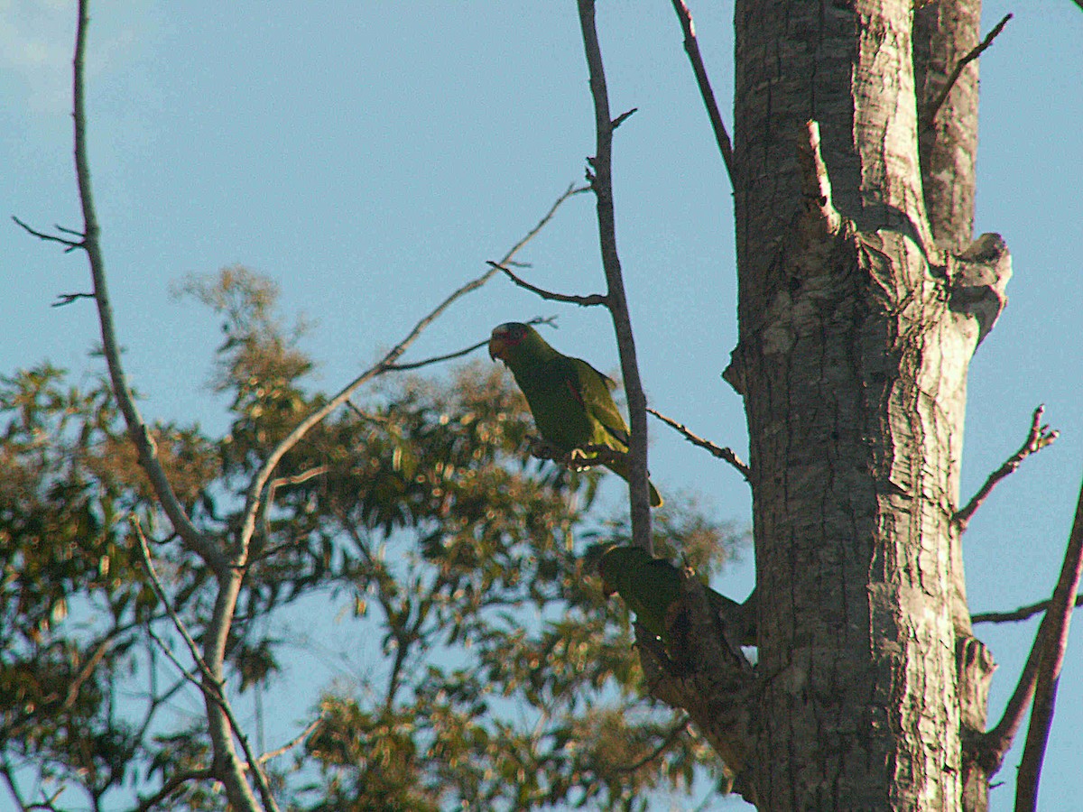 White-fronted Parrot - ML612792969