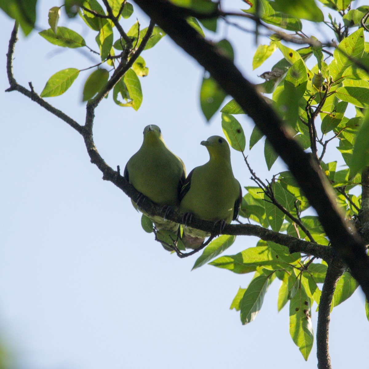 Gray-fronted Green-Pigeon - ML612793144