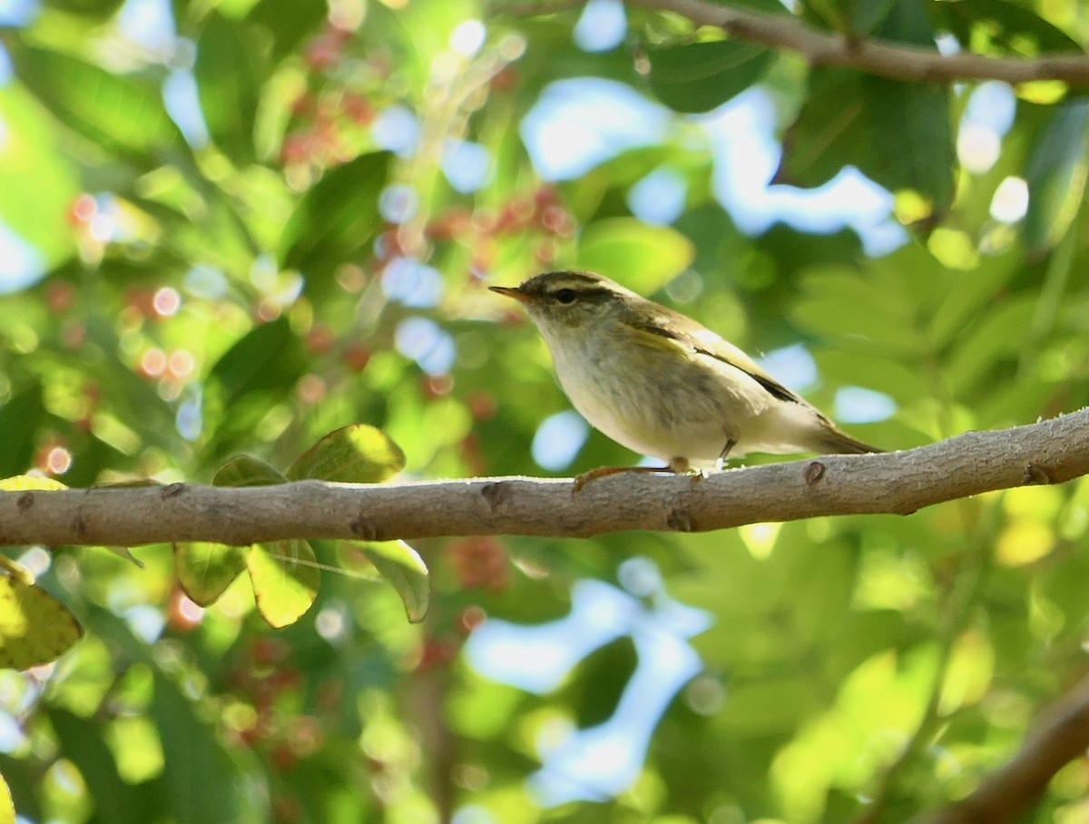 Yellow-browed Warbler - ML612793606