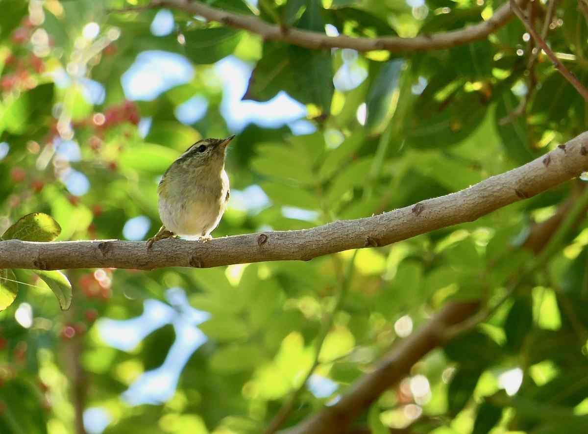 Yellow-browed Warbler - ML612793607