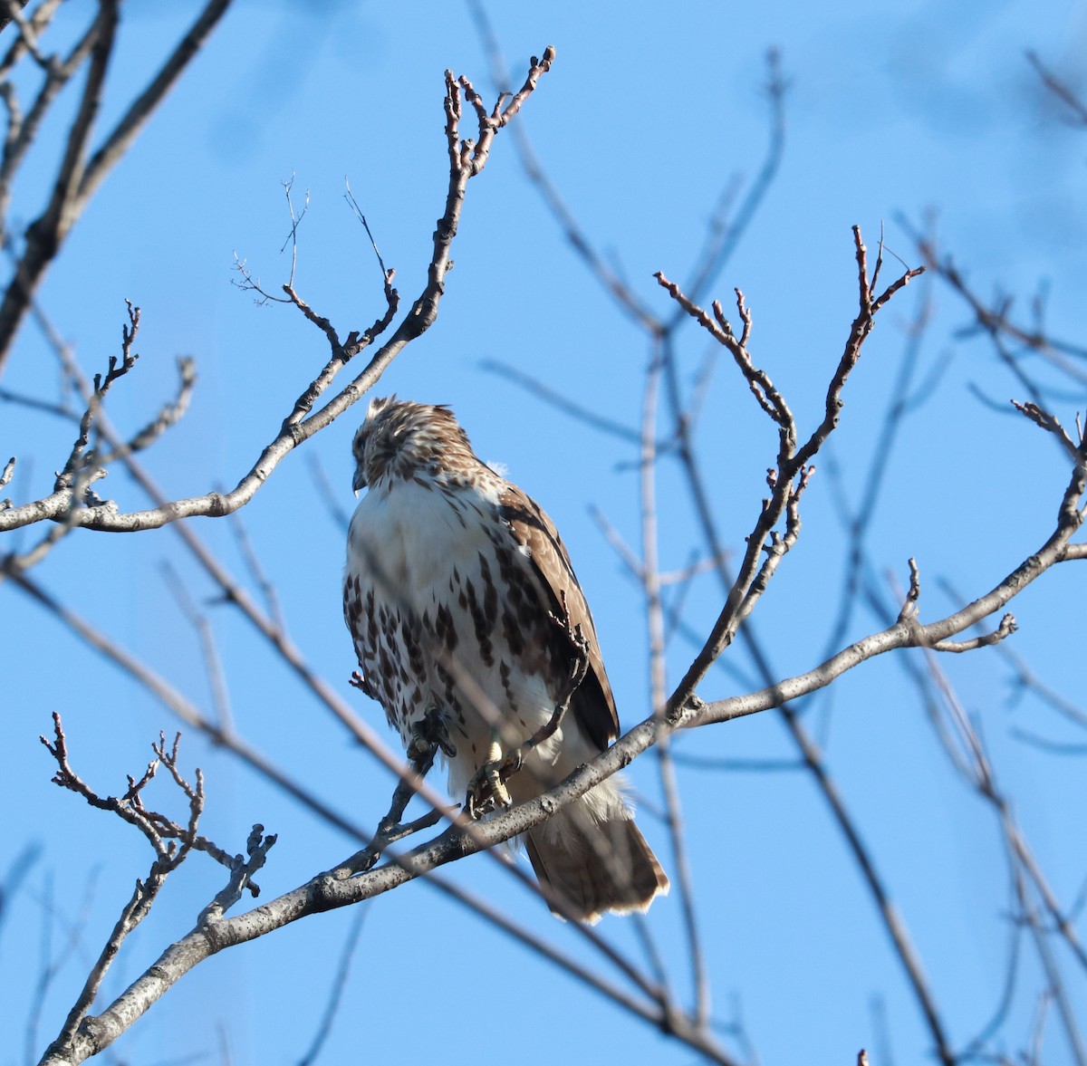 Red-tailed Hawk - ML612794556