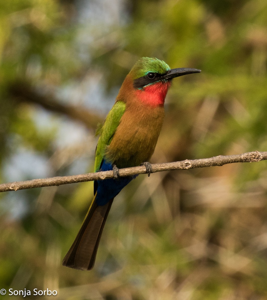 Red-throated Bee-eater - Sonja Sorbo