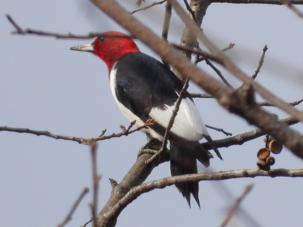 Ebird Checklist Dec Bull Run Regional Park Species Other Taxa