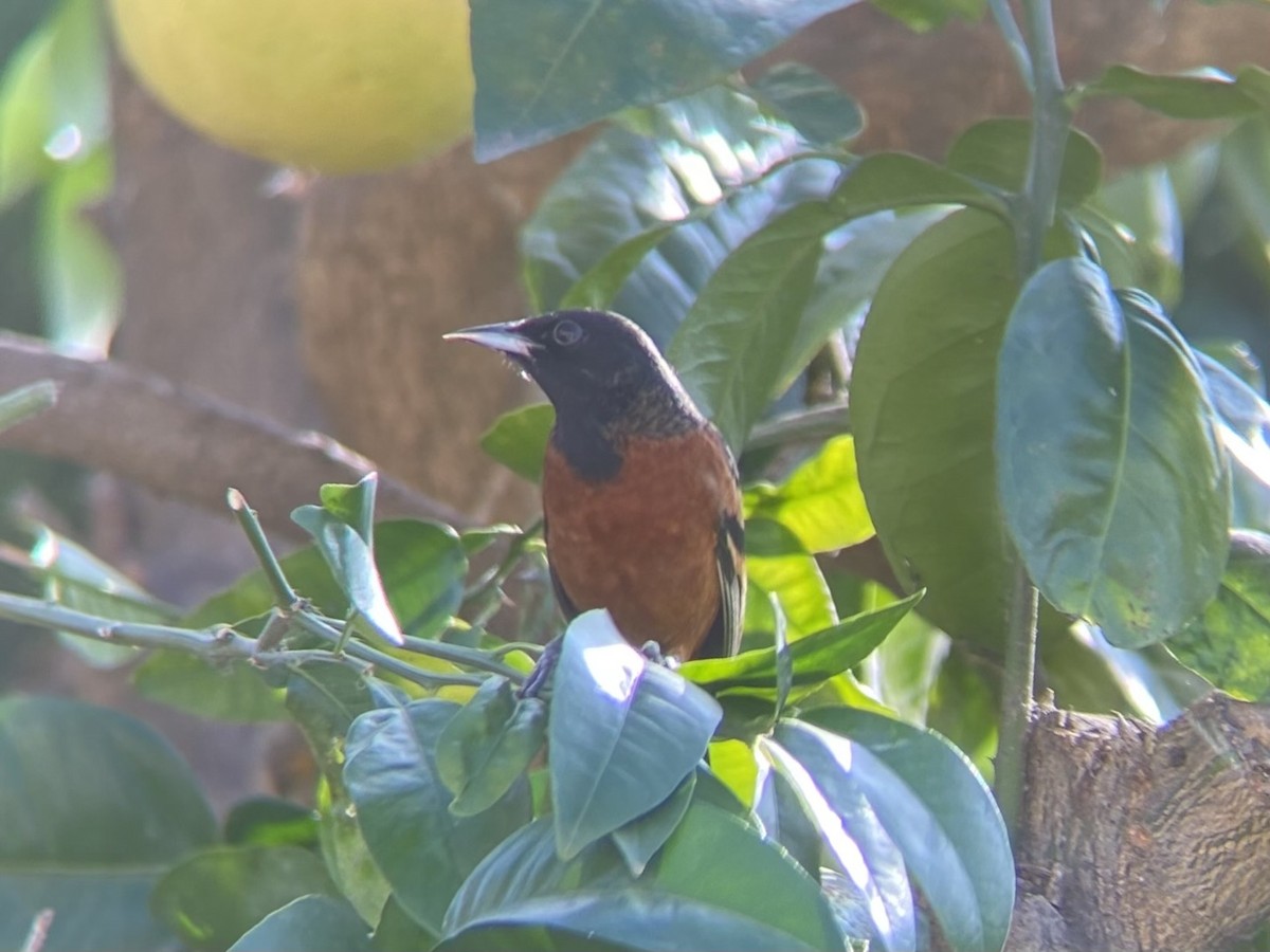 Orchard Oriole - ML612794700