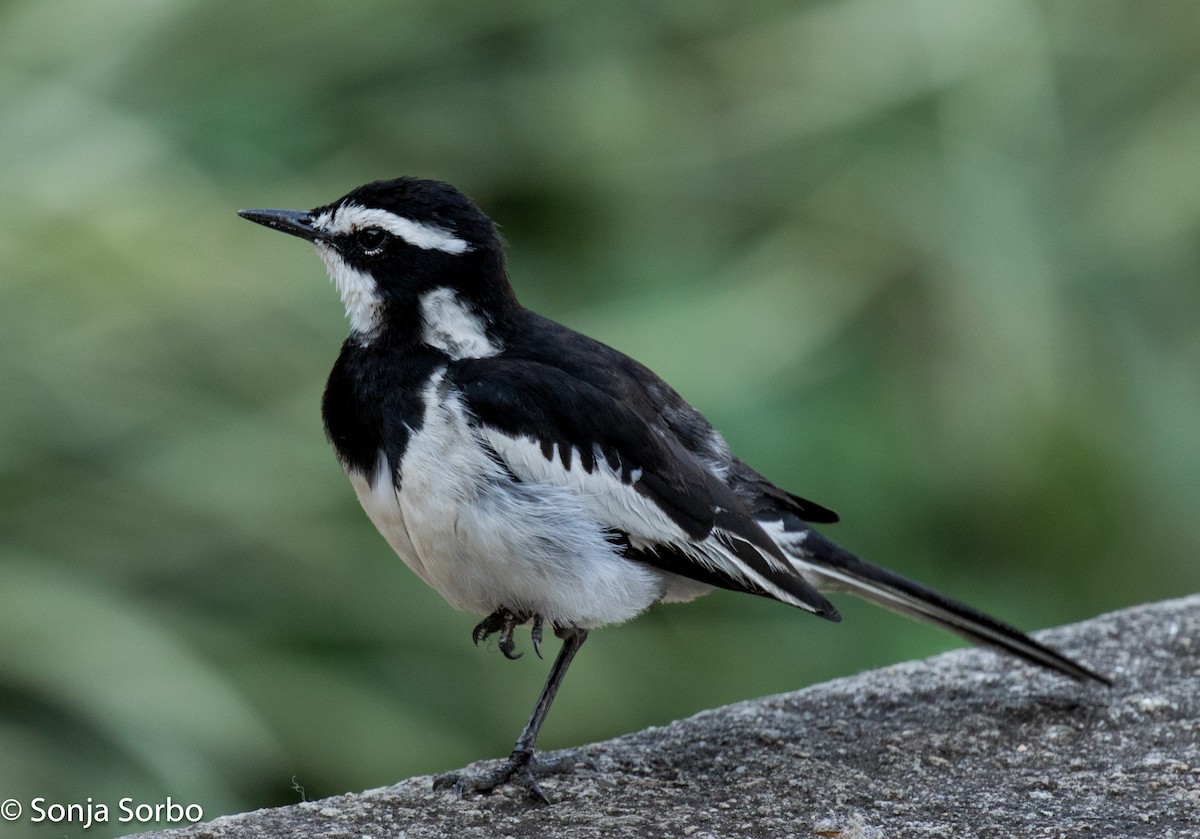 African Pied Wagtail - ML612794812