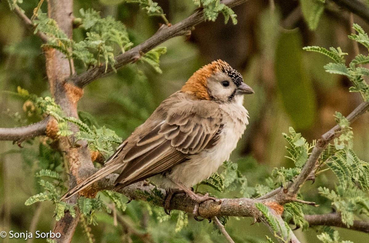 Speckle-fronted Weaver - ML612794971