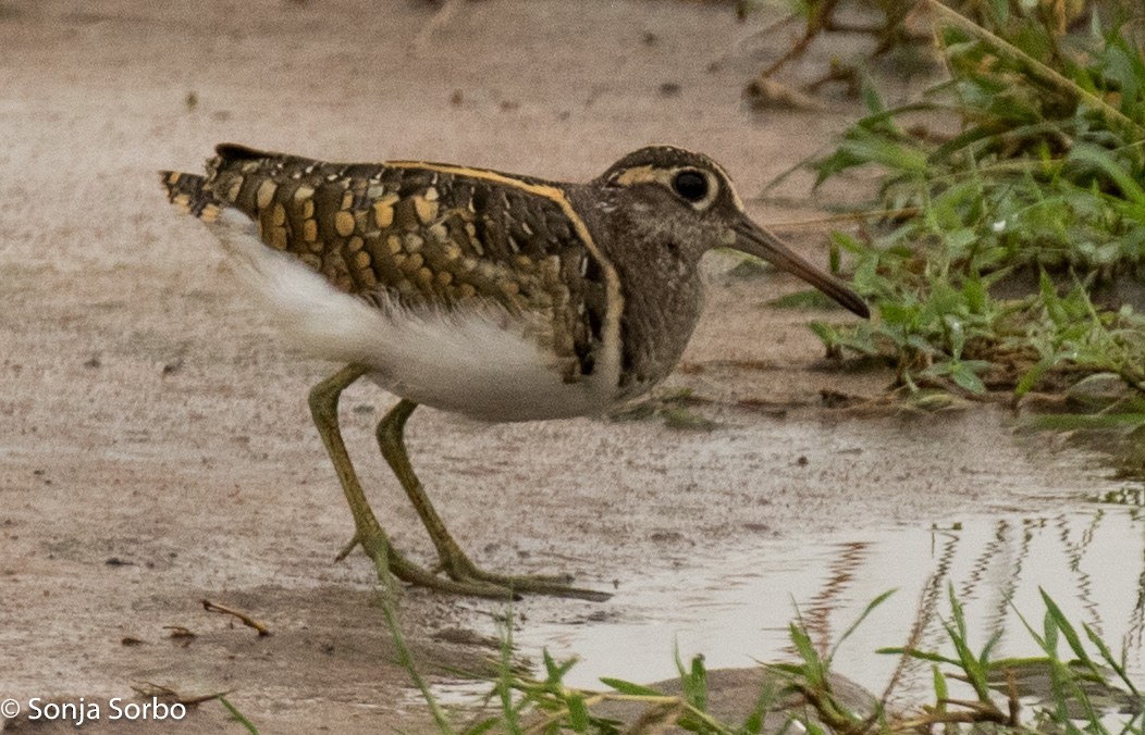 Greater Painted-Snipe - ML612795029