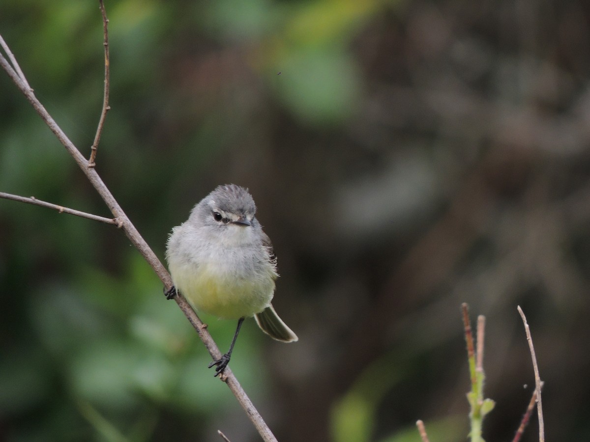 White-crested Tyrannulet - Tomás Tamagno