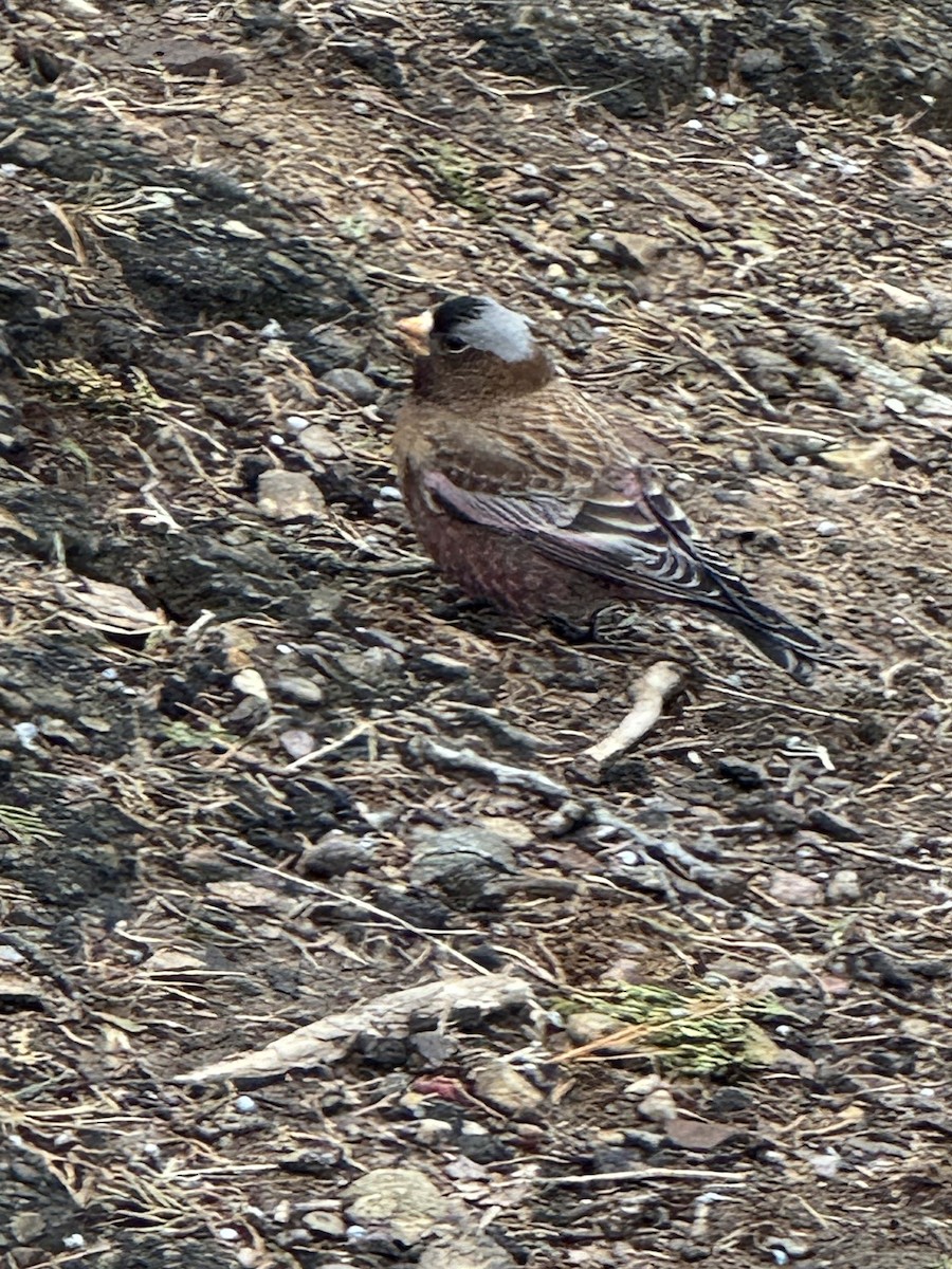 Gray-crowned Rosy-Finch - ML612795677