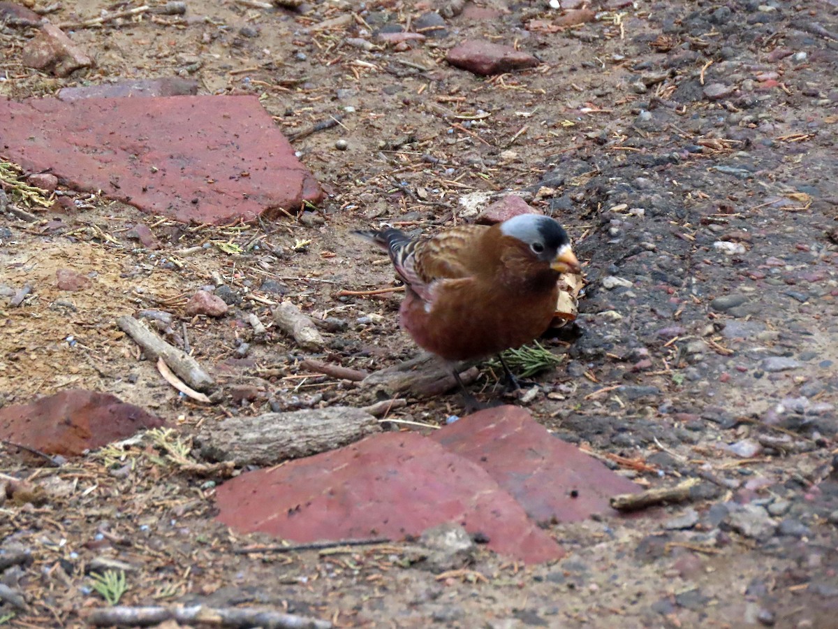 Gray-crowned Rosy-Finch - ML612795679