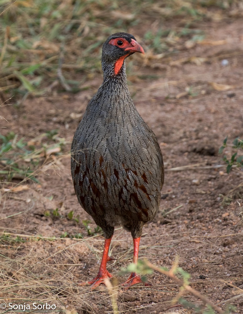 Red-necked Spurfowl - ML612796190