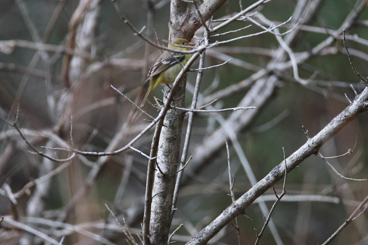 Western Tanager - ML612796228